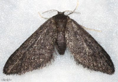 moths 3 Pyralids 4618 - 6075