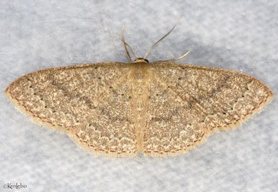 moths 4 Geometers 6076 - 7181