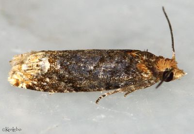 Buff-tipped Eucosma Eucosma ochroterminana #2929
