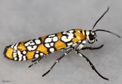 Ailanthus Webworm Atteva aurea #2401