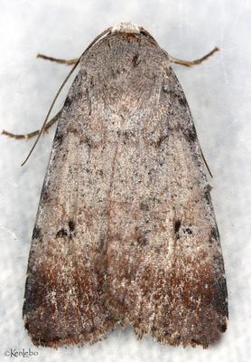 moths 8 Darts 9873 - 11233