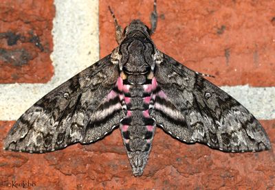 Pink-spotted Hawk Moth Agrius cingulata #7771