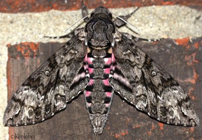 Pink-spotted Hawk Moth Agrius cingulata #7771