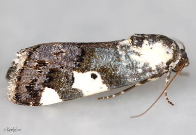 Exposed Bird-dropping Moth Tarache aprica #9136