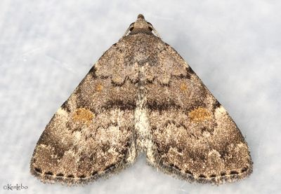 moths 6 Tussock 8033 - 8879