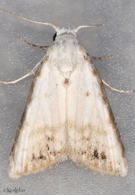 moths 7 Borer 8880 - 9872