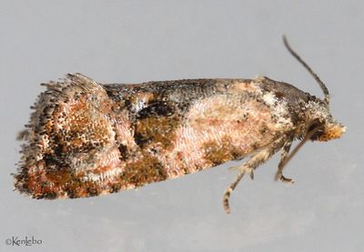 Hoffman's Cochlid Cochylichroa hoffmanana #3776