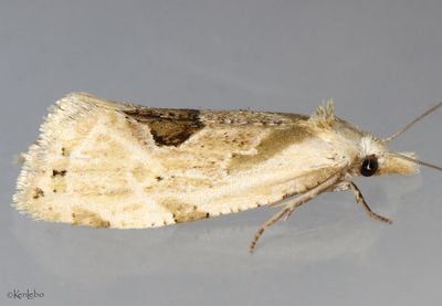Aethes angustana #3754.1