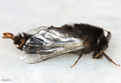 Evergreen Bagworm Thyridopteryx ephemeraeformis #0457