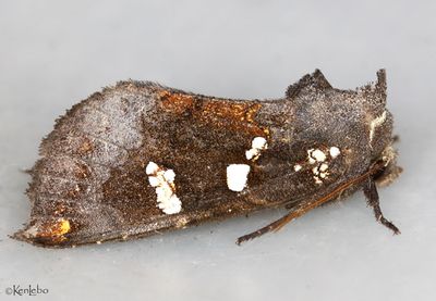 Ironweed Borer Papaipema cerussata #9505