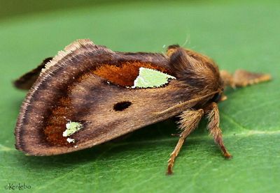 Spiny Oak Slug Moth Euclea delphinii #4697