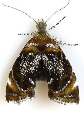 moths 2 Tortricids 2513 - 4617