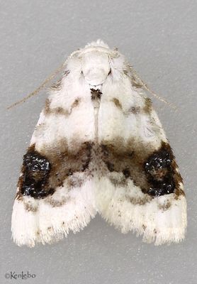 Blurry-patched Nola Moth Nola cilicoides #8990