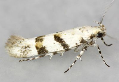 moths 1 Micros 0000 - 2512
