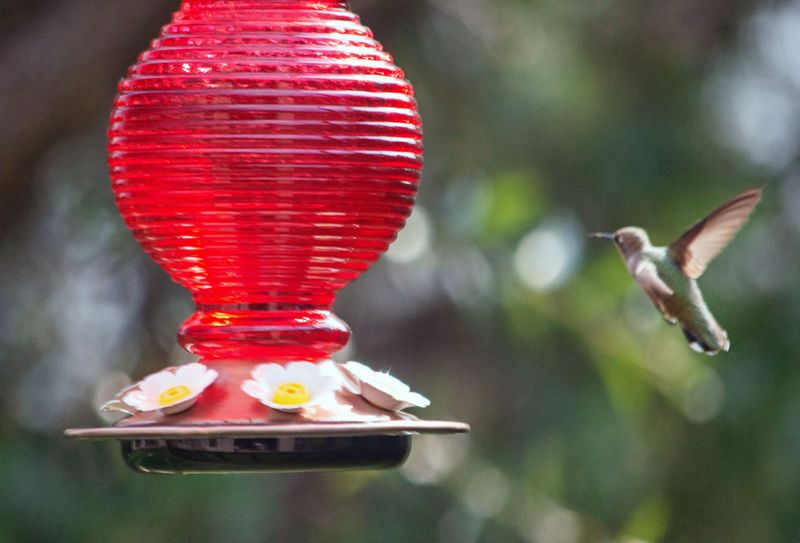 Humming Bird