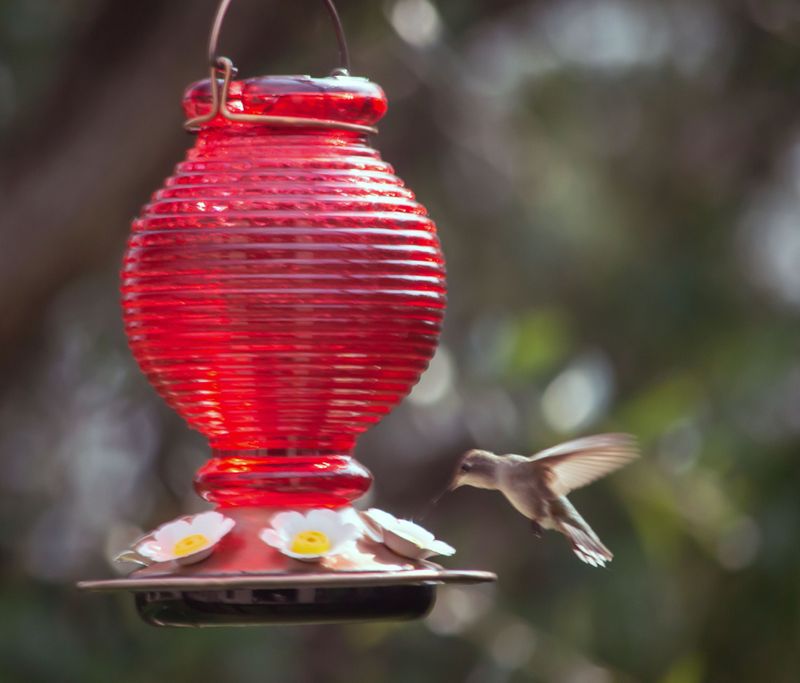 Humming Bird