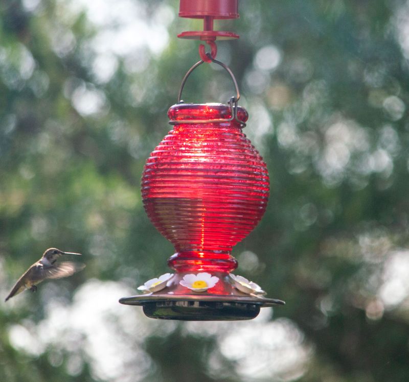 Humming Bird