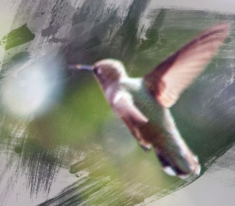 Humming Bird