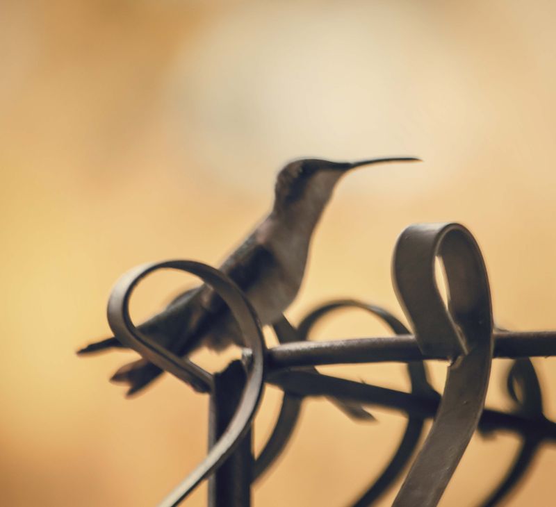 Humming Bird
