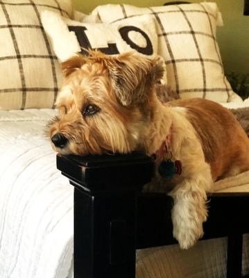 Gracie