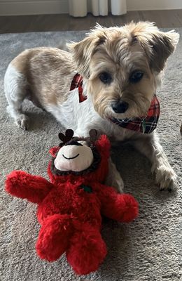 Gracie