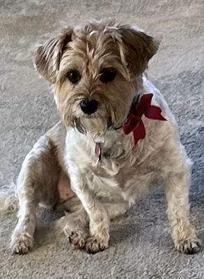 Gracie after morning walk