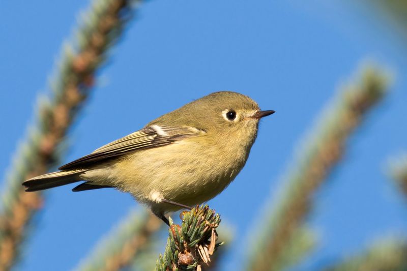 roitelet  couronne rubis - ruby crowned kingbird