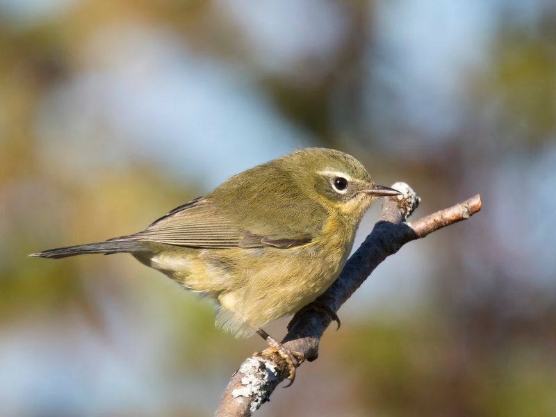 paruline bleu - black throated blue warbler