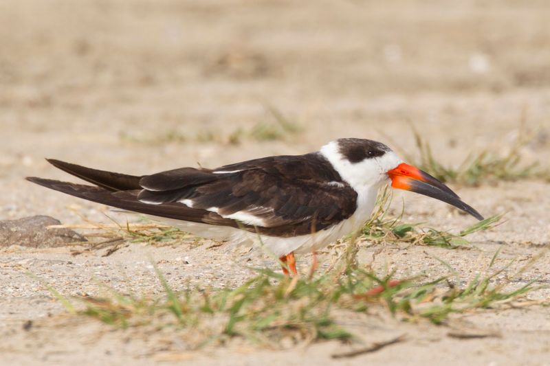 bec en ciseau noir - black skimmer