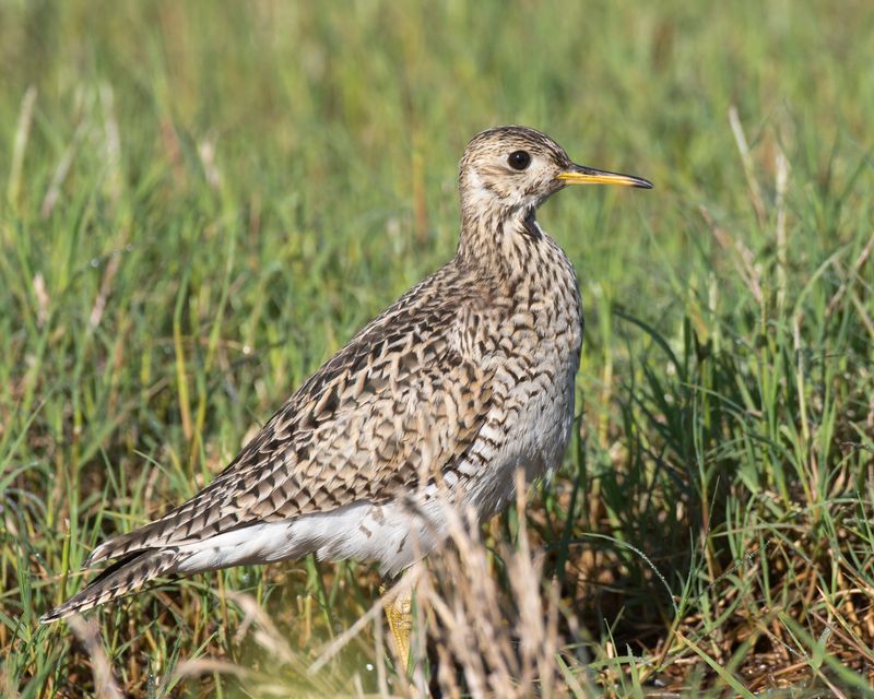 maubche des champs - upland sandpiper