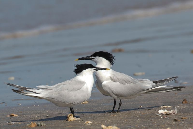 sterne caugek - sandwich tern