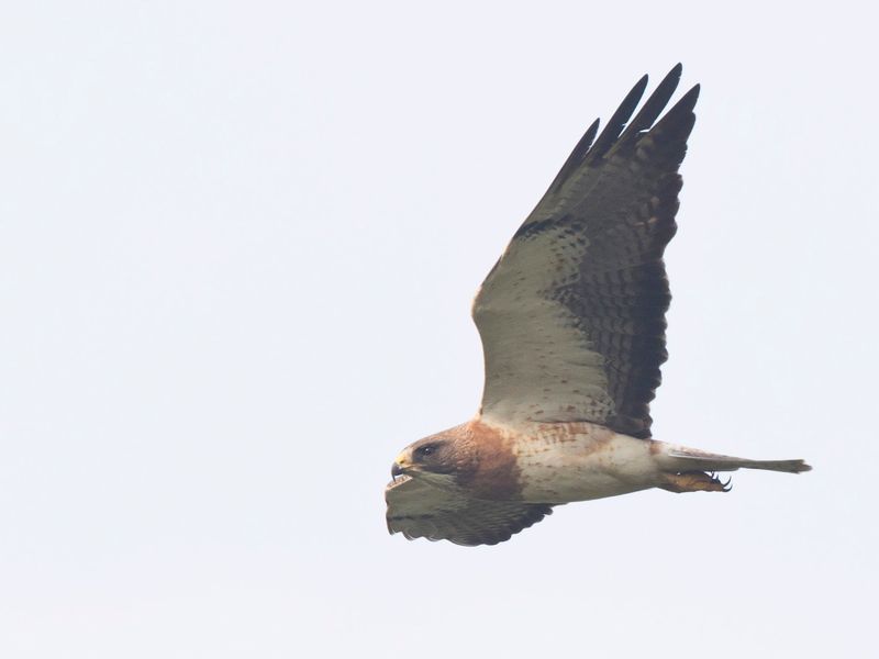 buse de swainson - swainson hawk