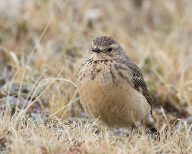 pipit d amrique - american pipit