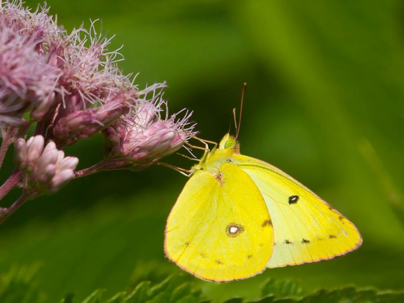 Coliade de la Luzerne - orange sulphur - Colias eurytheme
