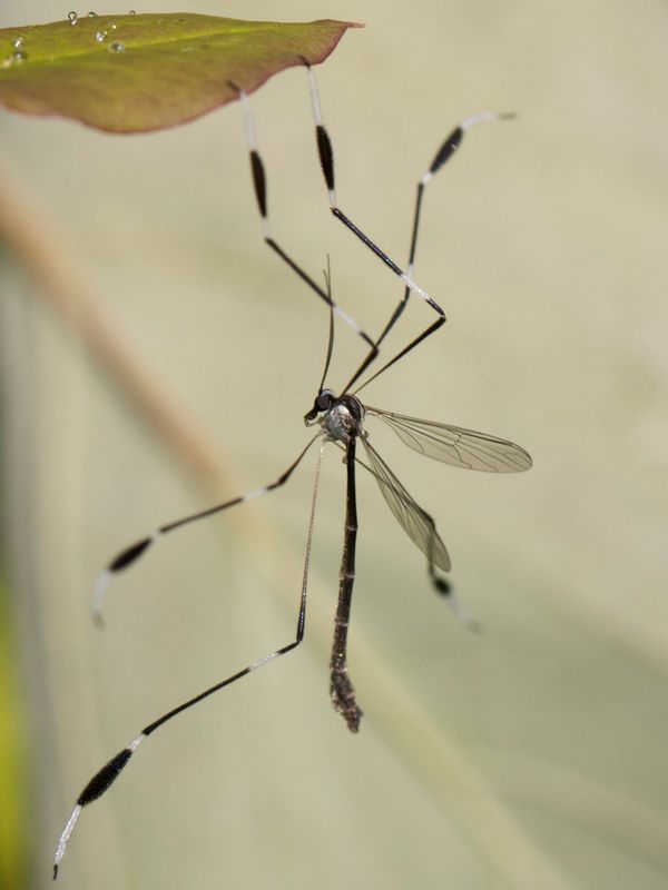 fantome des marais - Phantom Crane Fly - Bittacomorpha clavipes
