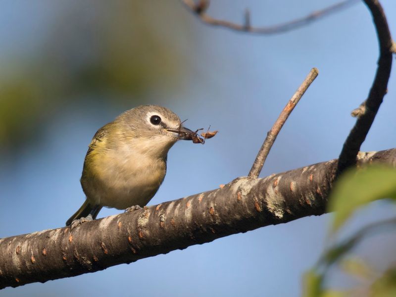 viro  tte bleu - blue headed vireo