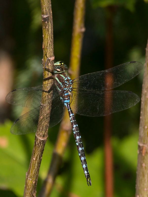 schne  Tubercules - black-tipped darner - Aeshna tuberculifera