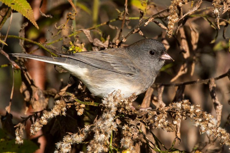 junco ardois - dark eyed junco