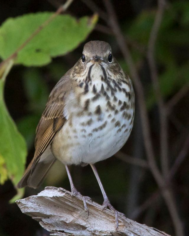grive solitaire - hermit thrush