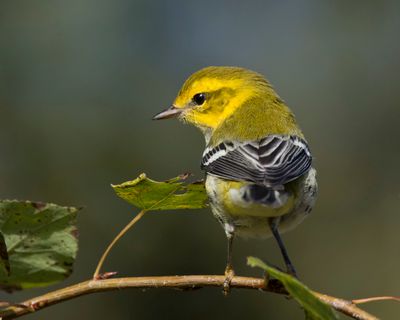 paruline  gorge noire - black throated green warbler