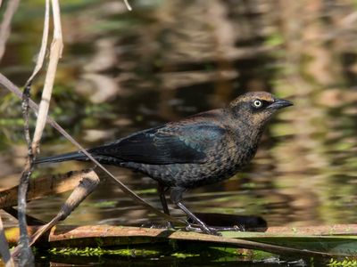 quiscale rouilleux - rusty blackbird