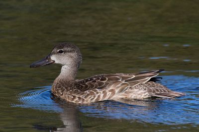sarcelle  ailes bleus - blue winged teal