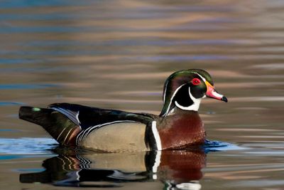 canard branchu - wood duck