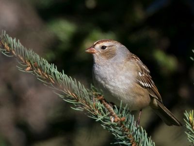 bruant  couronne blanche - white crowned sparrow