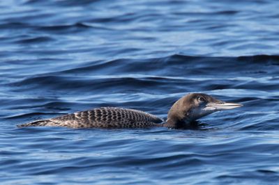 plongeon huard - common loon