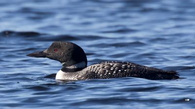 plongeon huard - common loon