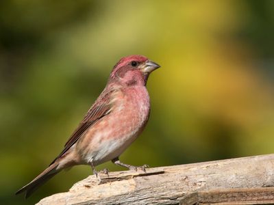 roselin pourpr - purple finch