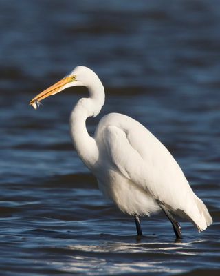 grande aigrette - great egret