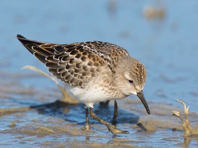 bcasseau  croupion blanc - white rumped sandpiper