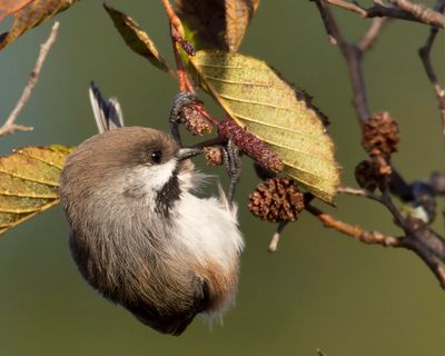 msange  tte brune - boreal chickadee